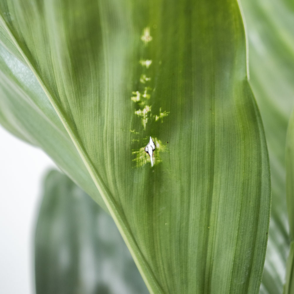 テネラヤシ（チャメドレア・メタリカ）