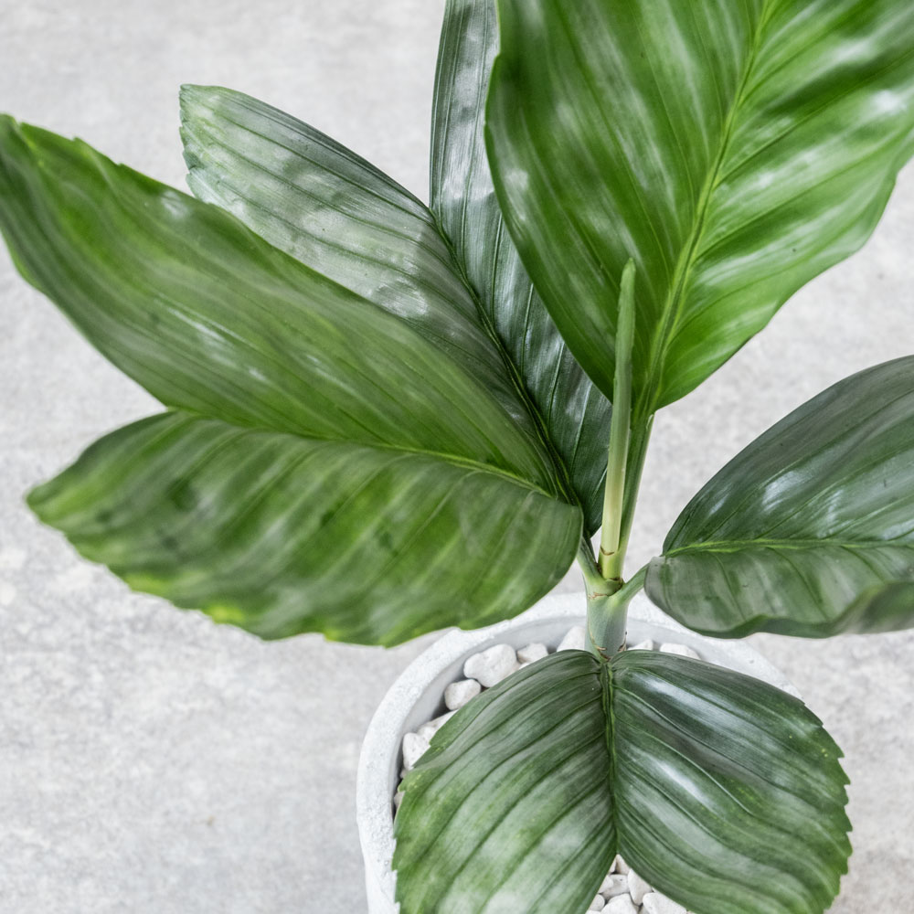 テネラヤシ（チャメドレア・メタリカ）