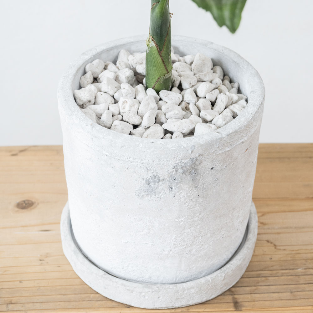 テネラヤシ（チャメドレア・メタリカ）