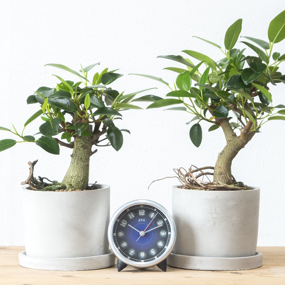 朴モノ フランスゴム