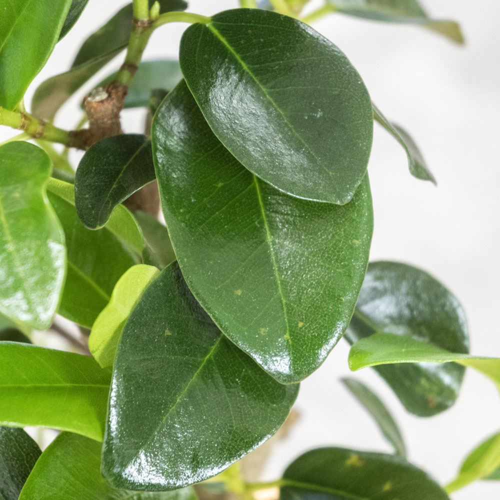 朴モノ フランスゴム