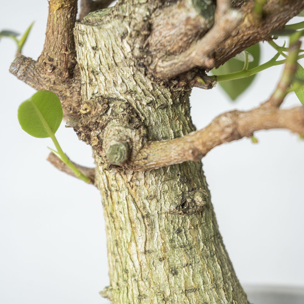 朴モノ フランスゴム