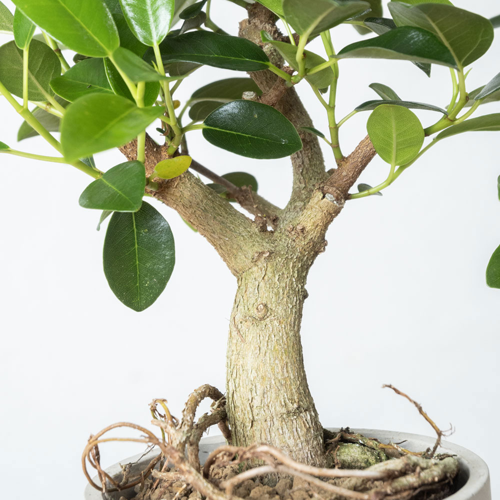 朴モノ フランスゴム