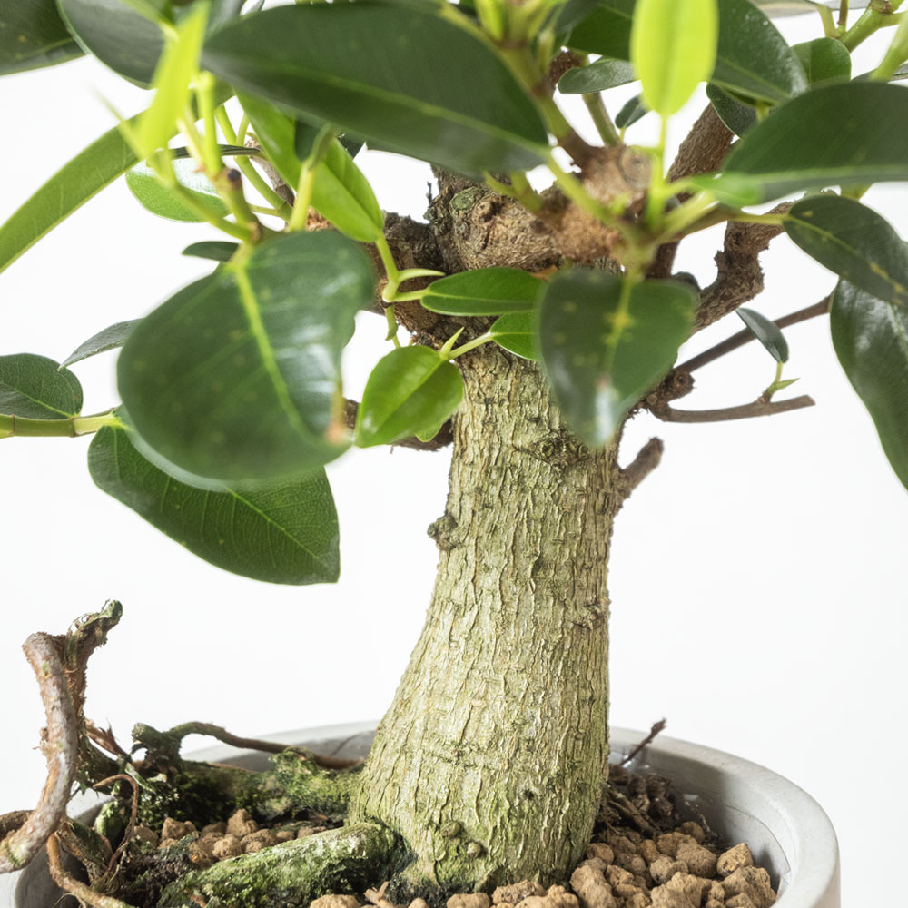 朴モノ フランスゴム