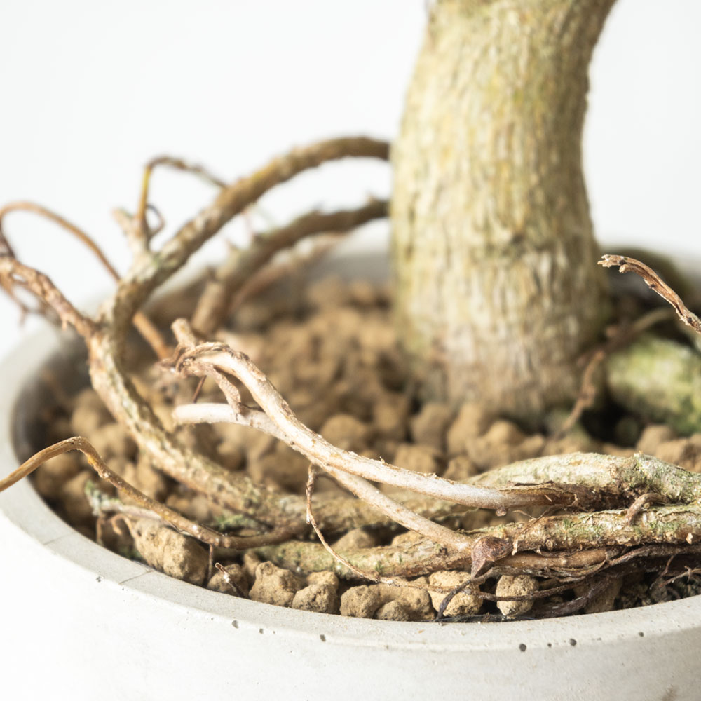 朴モノ フランスゴム