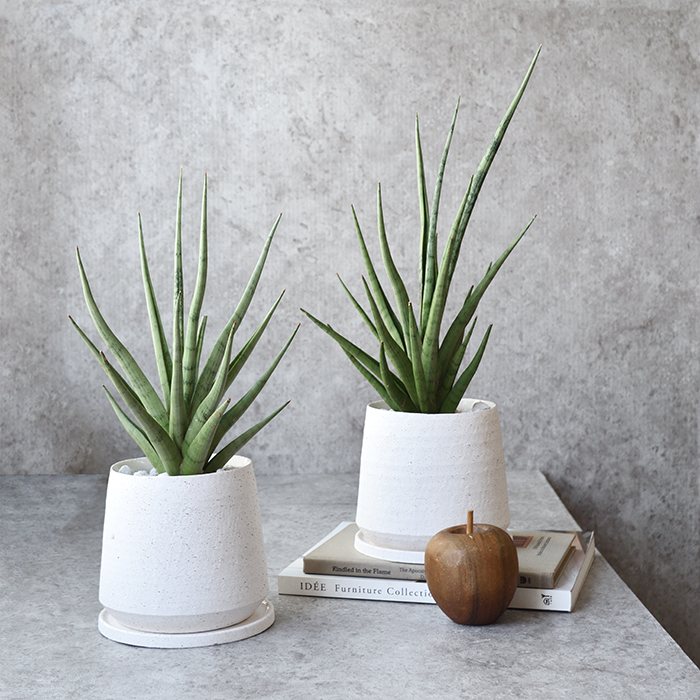 サンセベリア・グラシリス