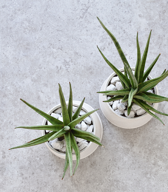 サンセベリア・グラシリス