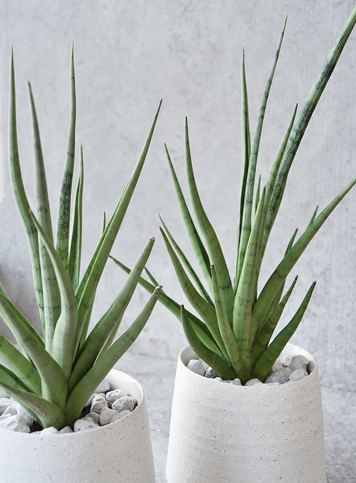 サンセベリア・グラシリス