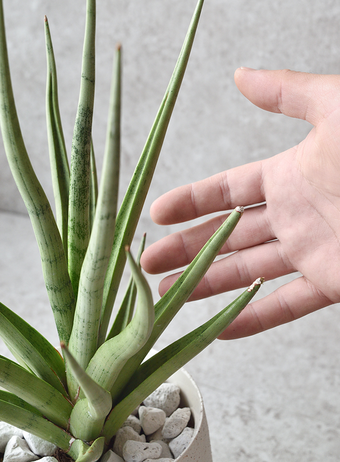 サンセベリア・グラシリス