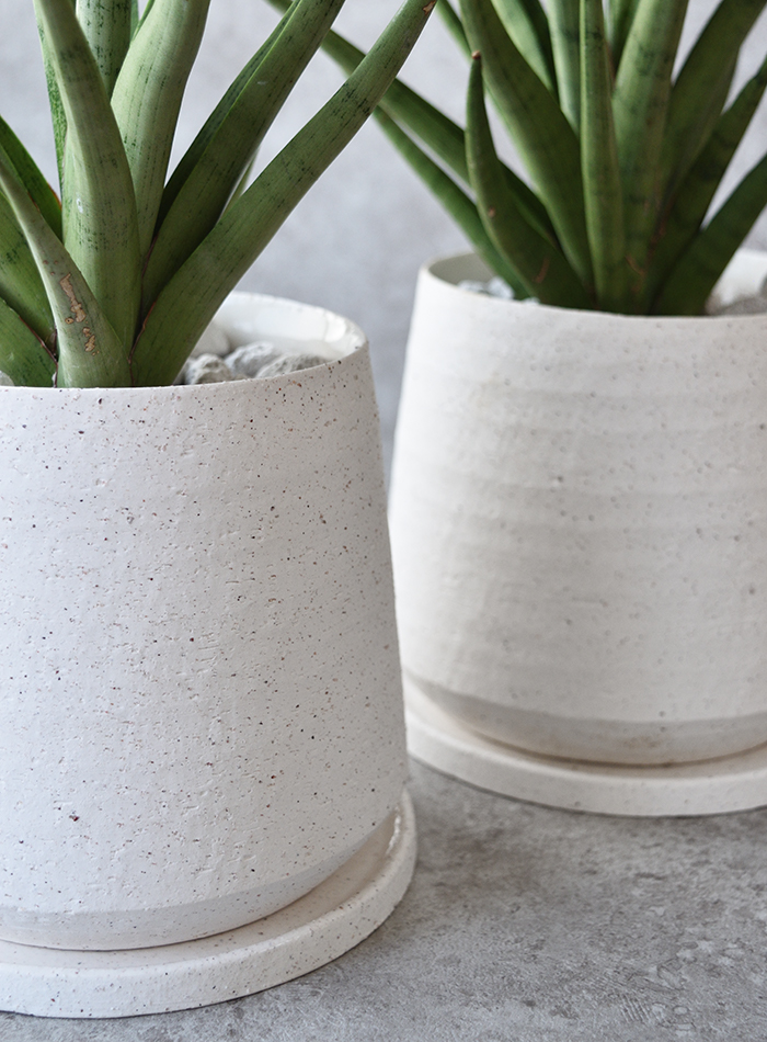 サンセベリア・グラシリス