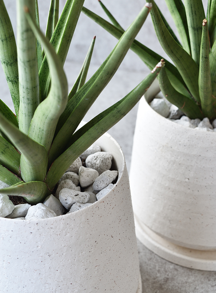 サンセベリア・グラシリス