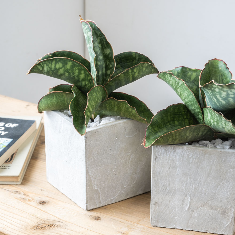 サンセベリア・ドラゴンウィング