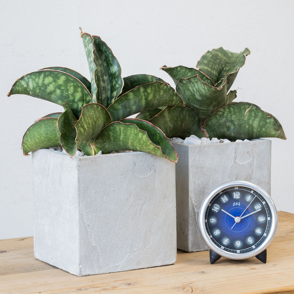 サンセベリア・ドラゴンウィング