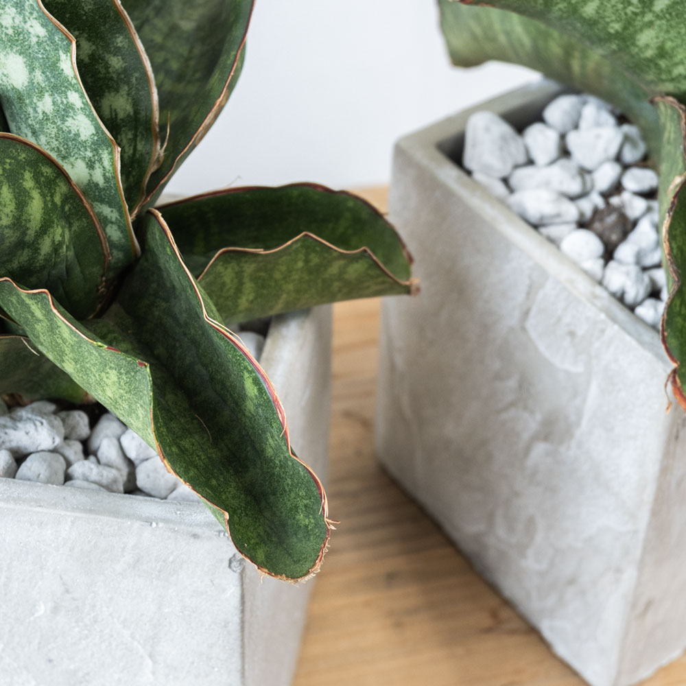 サンセベリア・ドラゴンウィング