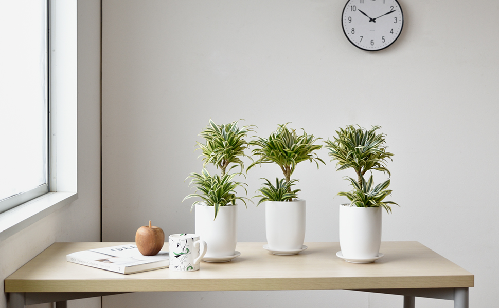 ドラセナ・チャヤ