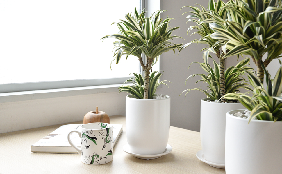 ドラセナ・チャヤ