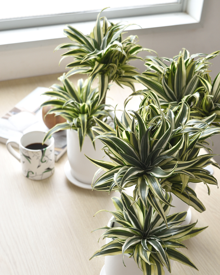 ドラセナ・チャヤ