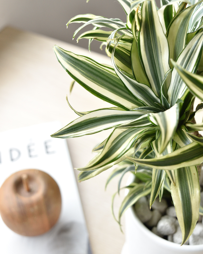 ドラセナ・チャヤ