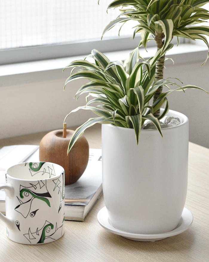 ドラセナ・チャヤ