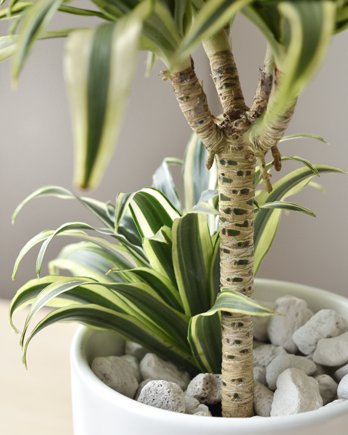 ドラセナ・チャヤ