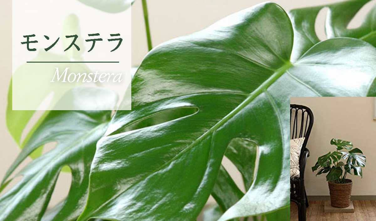 モンステラ