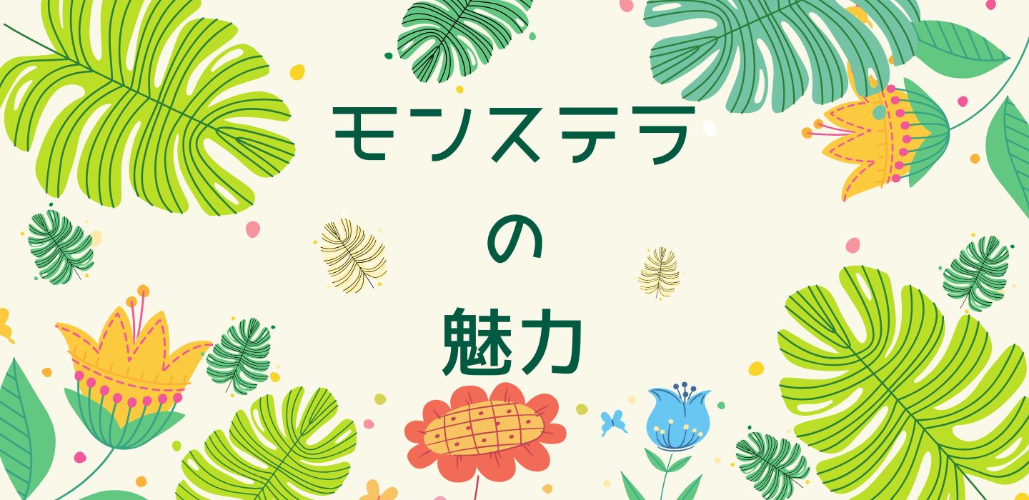 モンステラ