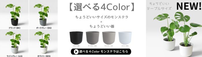 モンステラ 6号鉢 鉢カバー付 観葉植物 本物