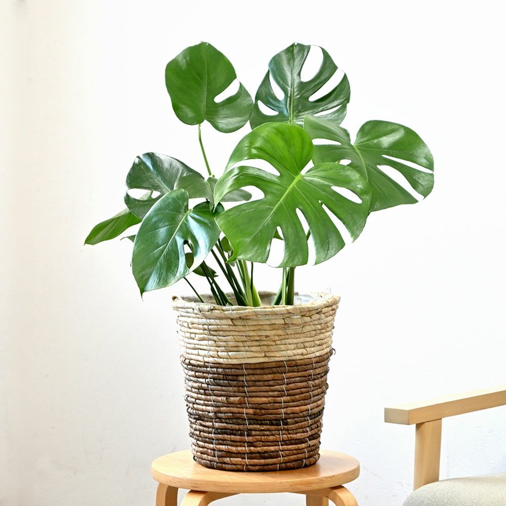 選べる鉢カバー モンステラ6号