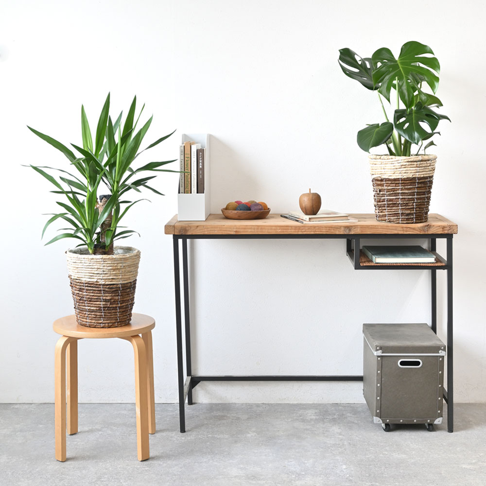 観葉植物選べる２鉢セット