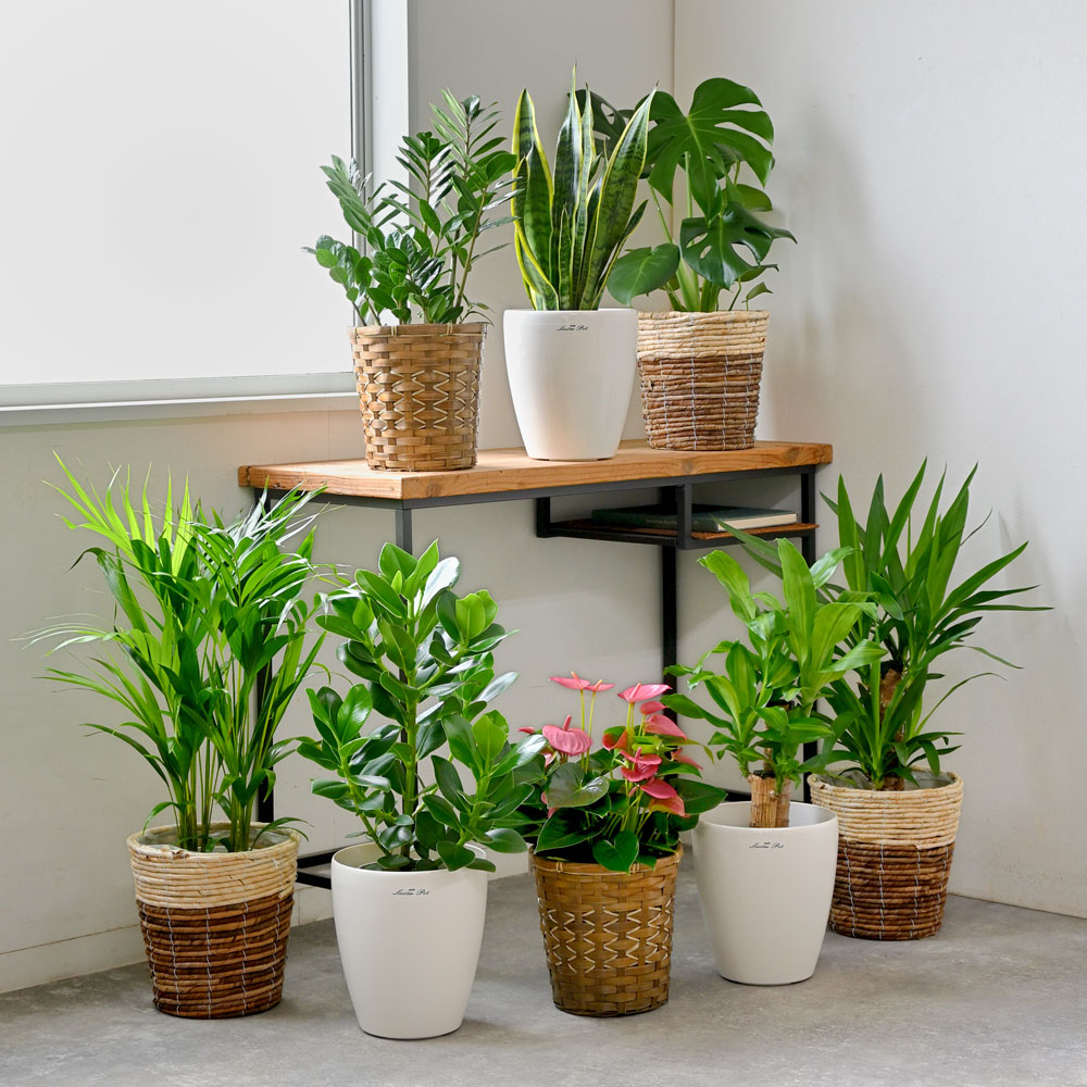 育てやすい植物です