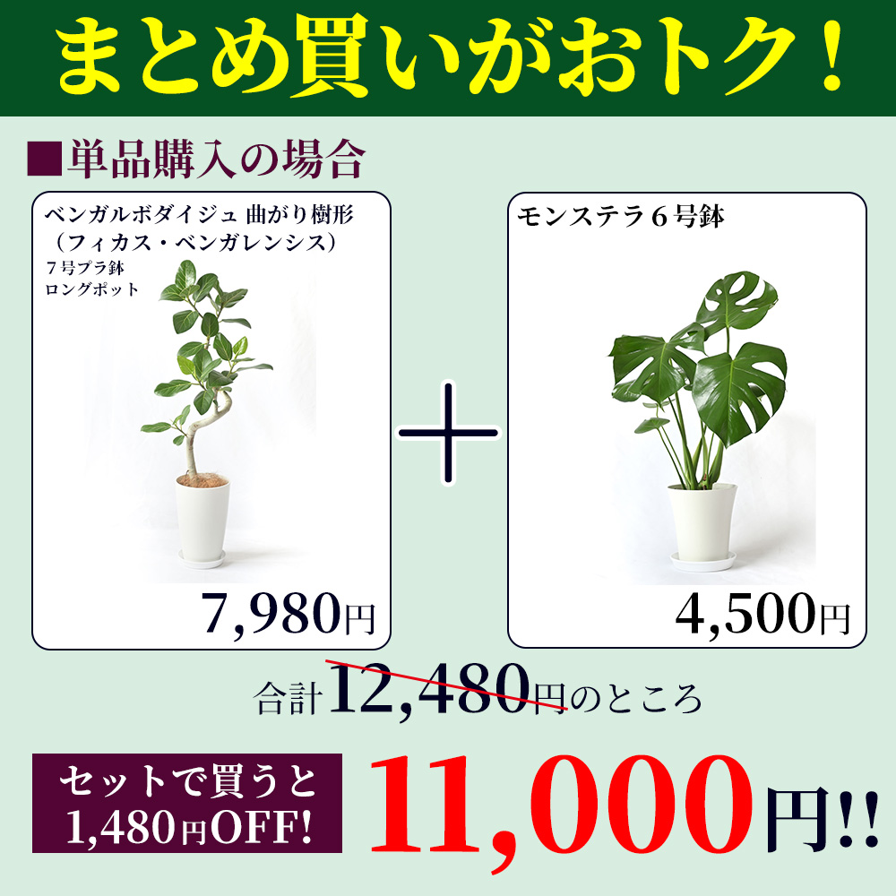 ベンガレンシス＋モンステラ 2鉢セット