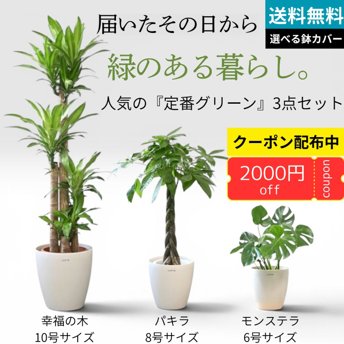 届いたその日から緑のある暮らし。定番グリーン3点セット