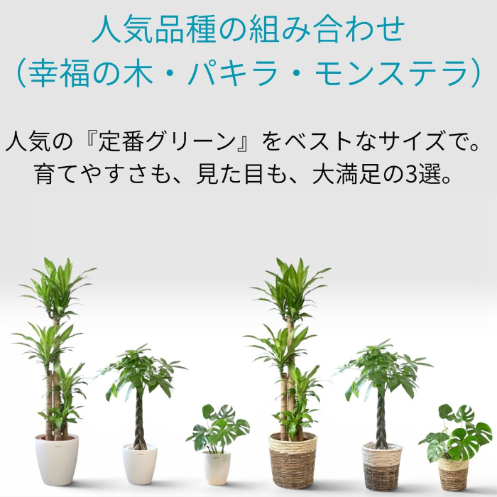 人気品種の組み合わせ