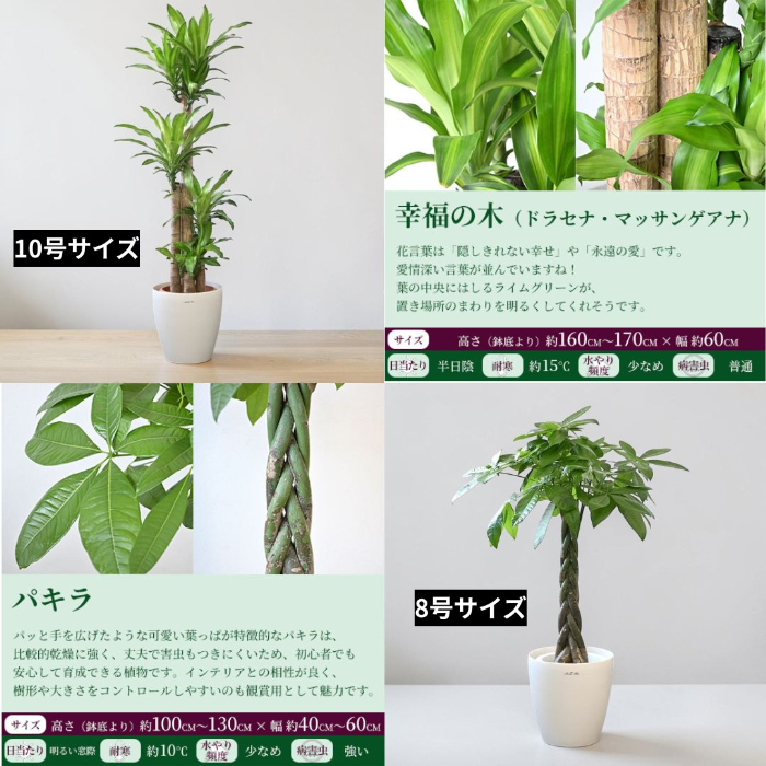 幸福の木10号サイズ ＆ パキラ8号サイズ 詳細