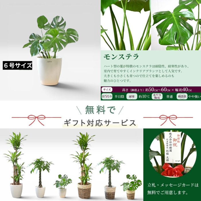 モンステラ6号サイズ 詳細 ＆ 無料ギフトサービス