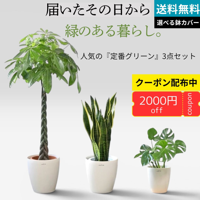 届いたその日から緑のある暮らし。定番グリーン3点セット