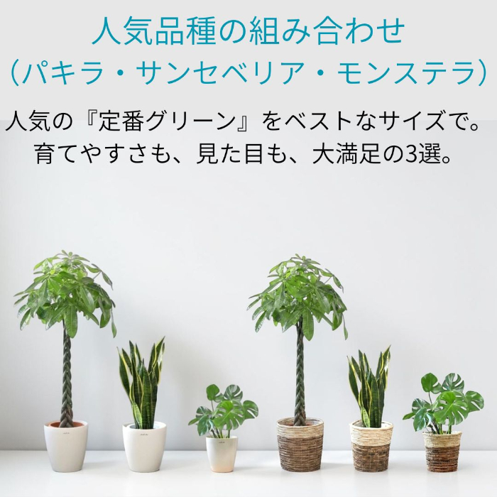 人気品種の組み合わせ