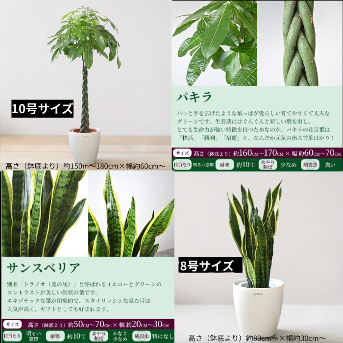 パキラ10号サイズ ＆ サンスベリア8号サイズ 詳細