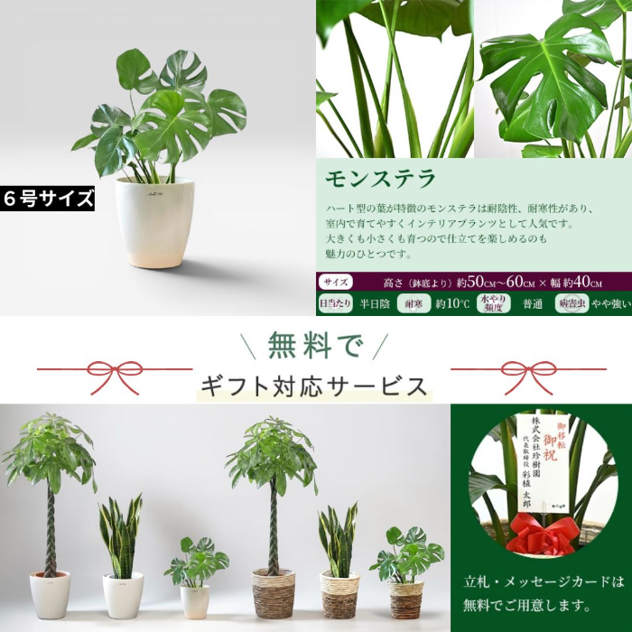モンステラ6号サイズ 詳細 ＆ 無料ギフトサービス
