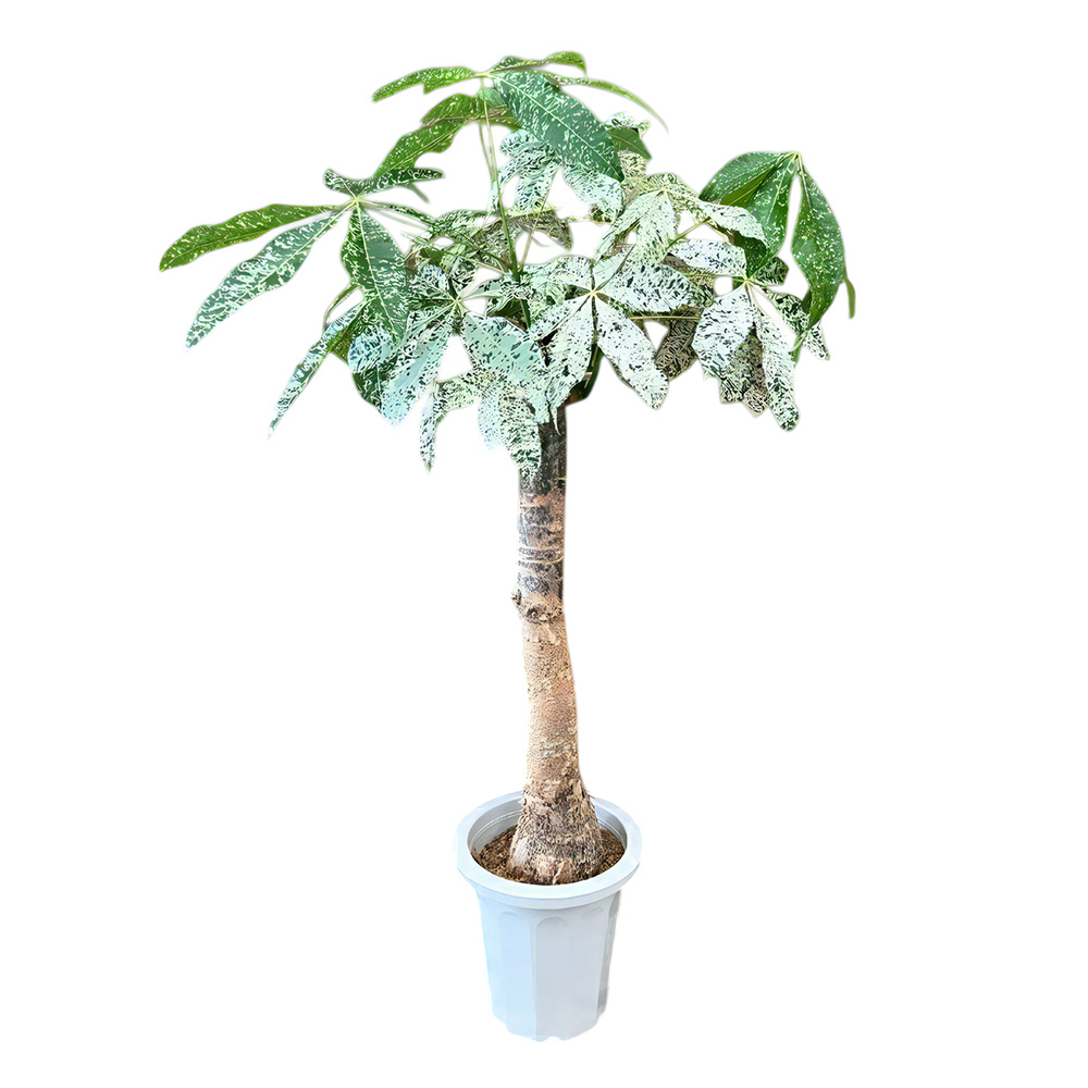 パキラ斑入り