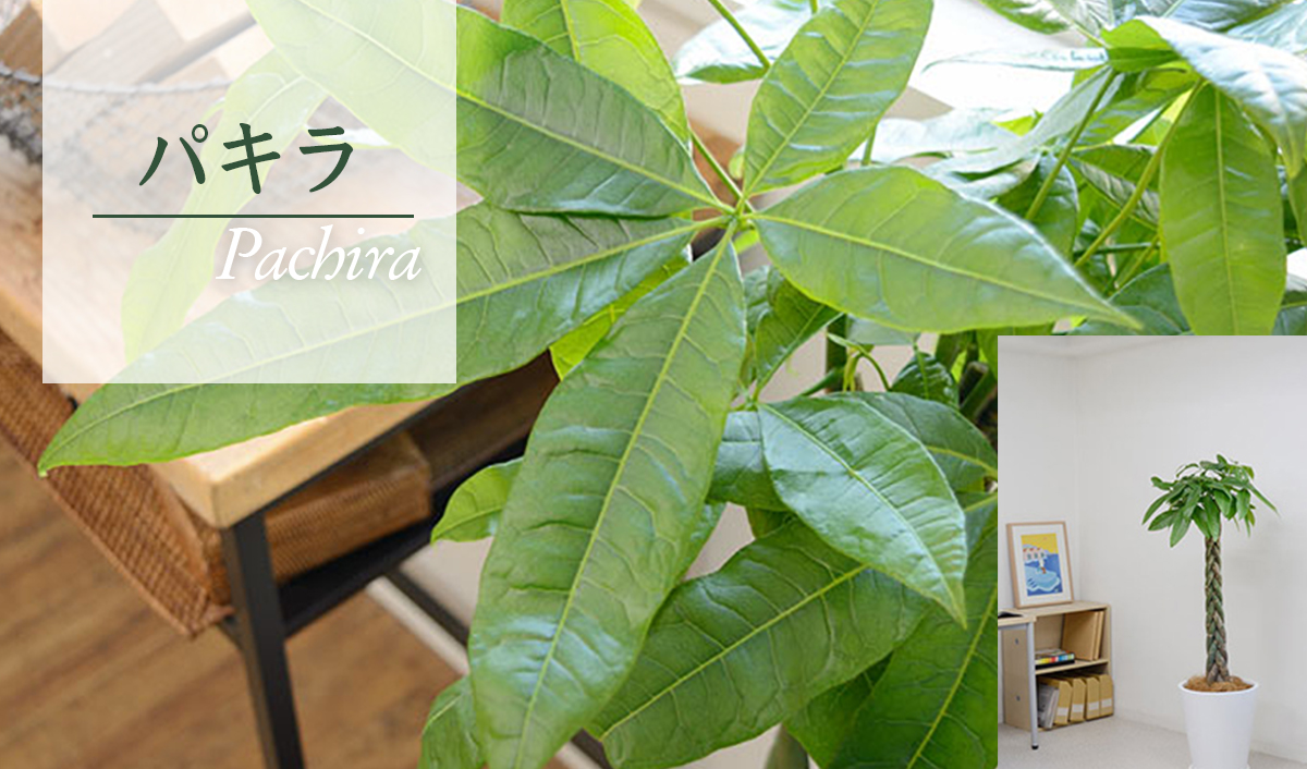 パキラ