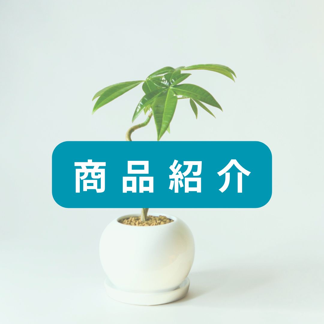 【希少な実生株】パキラ・グラブラ（実生） 観葉植物 ボウルポット植え（受け皿付）