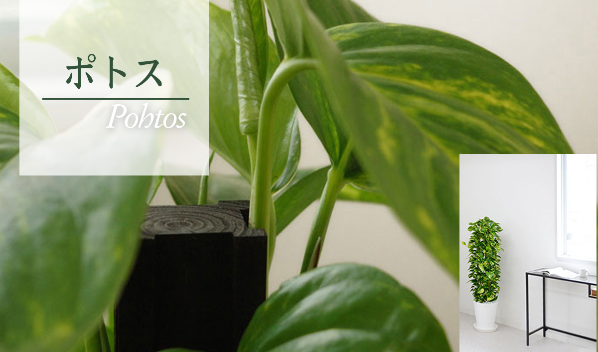 ポトス