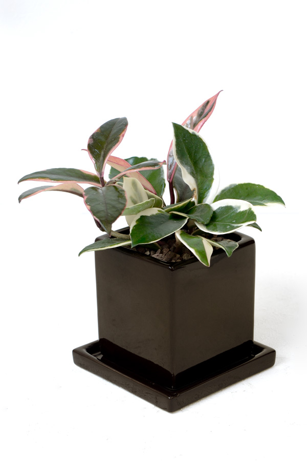 ホヤ・カルノーサ・バリエガタ