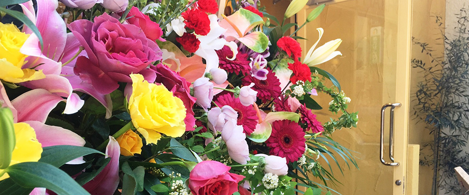 敬老の日ギフトにおすすめの観葉植物