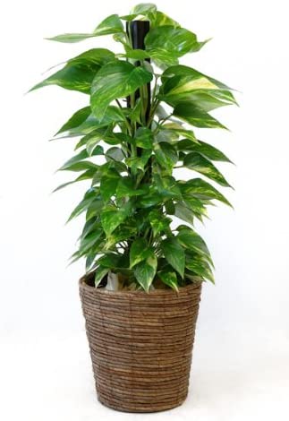 ポトス（ヘゴ仕立て）