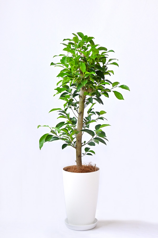 ガジュマル 7号プラ鉢ロングポット