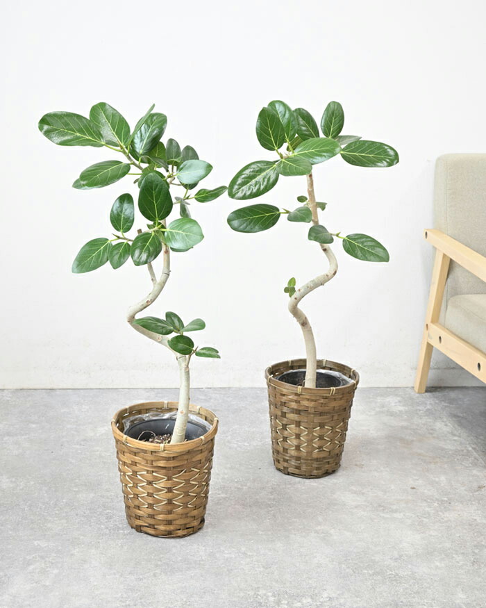 ベンガルボダイジュ