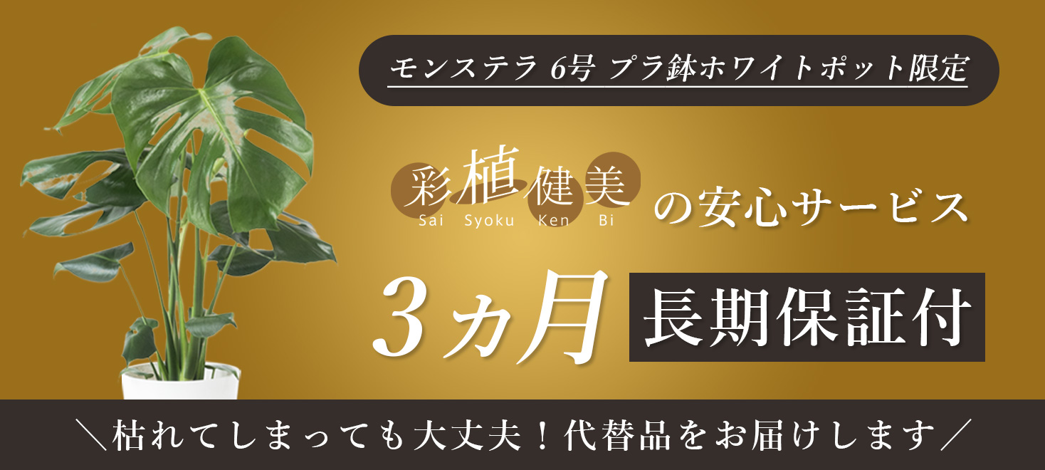 長期保証モンステラ