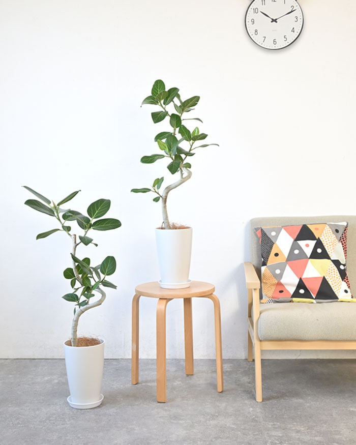 ベンガルボダイジュ